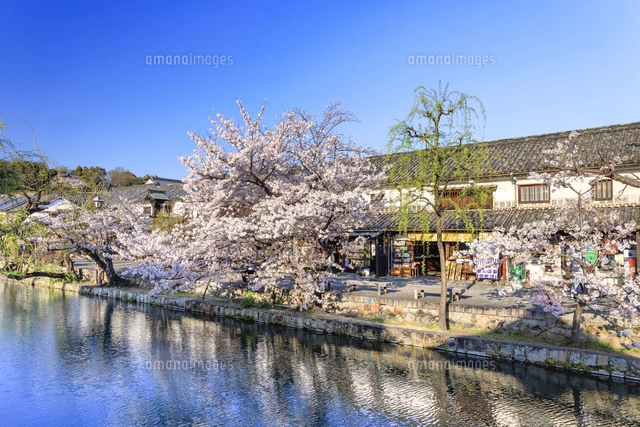 倉敷美観地区の桜[01010042687]の写真・イラスト素材｜アマナイメージズ