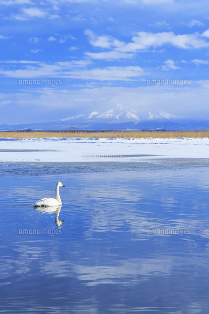 濤沸湖の白鳥と斜里岳[01010045442]の写真・イラスト素材｜アマナ