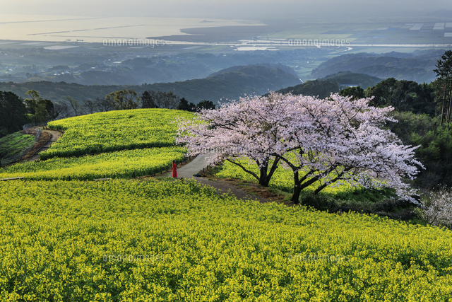 菜の花と桜咲く白木峰高原の朝[01010045746]の写真・イラスト素材