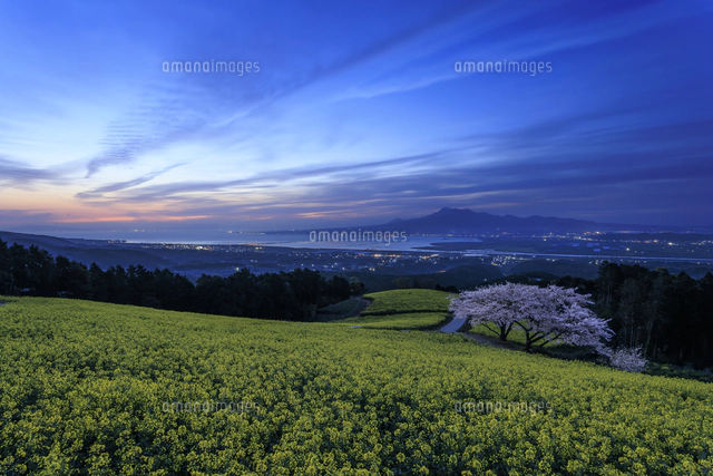 ぷうあさま専用 （原画）夜空に咲く花 ほか　5点おまとめ 夜明けの白木峰高原の菜の花と桜[01010045814]の写真・イラスト素材