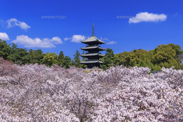 仁和寺の五重塔と御室桜[01010045885]の写真・イラスト素材｜アマナ
