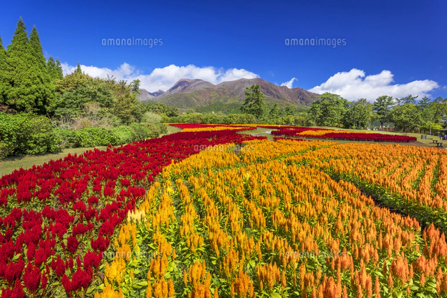 くじゅう花公園のマリーゴールドと九重連山[01010047637]の写真