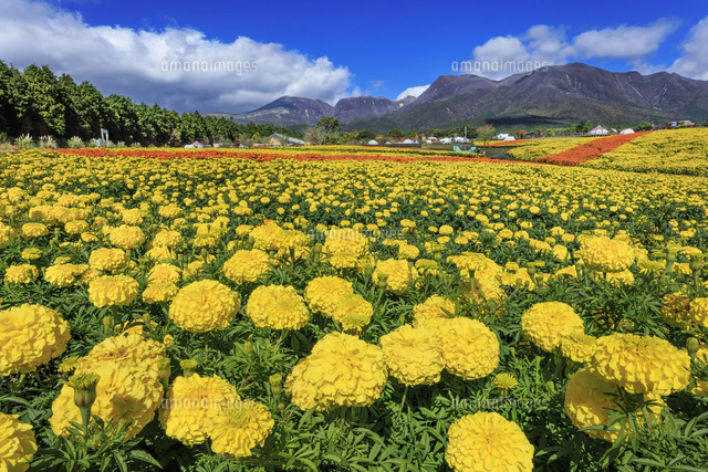 くじゅう花公園のマリーゴールドと九重連山[01010047637]の写真