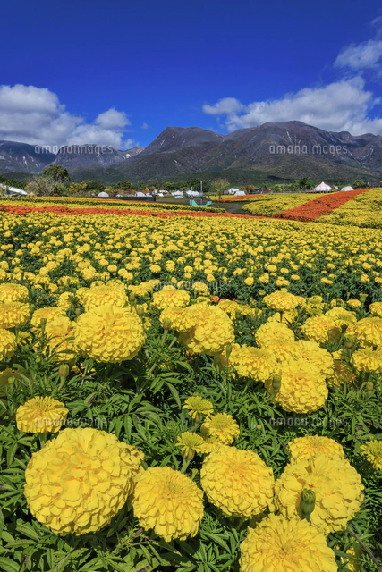 くじゅう花公園のマリーゴールドと九重連山[01010047637]の写真