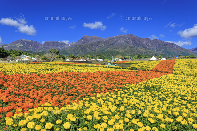 くじゅう花公園のマリーゴールドと九重連山[01010047637]の写真