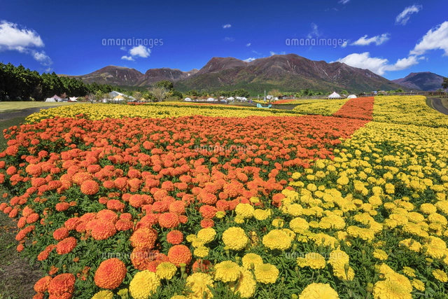くじゅう花公園のマリーゴールドと九重連山[01010047637]の写真