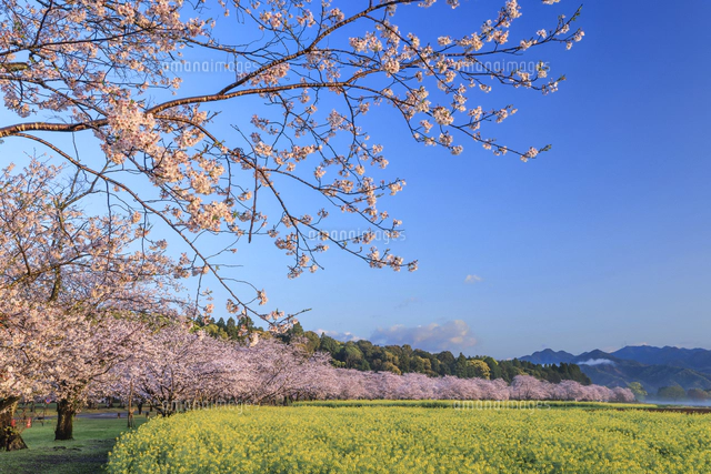 朝日に照らされた西都原古墳群の桜と菜の花[01010048665]の写真