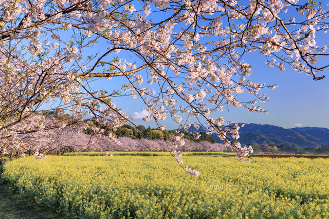 朝日に照らされた西都原古墳群の桜と菜の花[01010048665]の写真