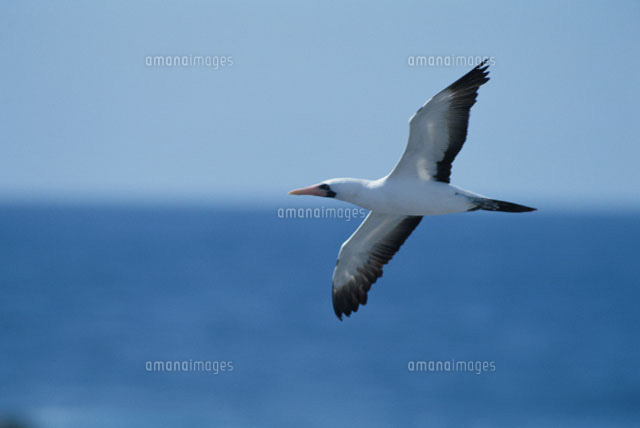 空を飛ぶ1羽の鳥（アオツラカツオドリ） ガラパゴス[01053015816]の