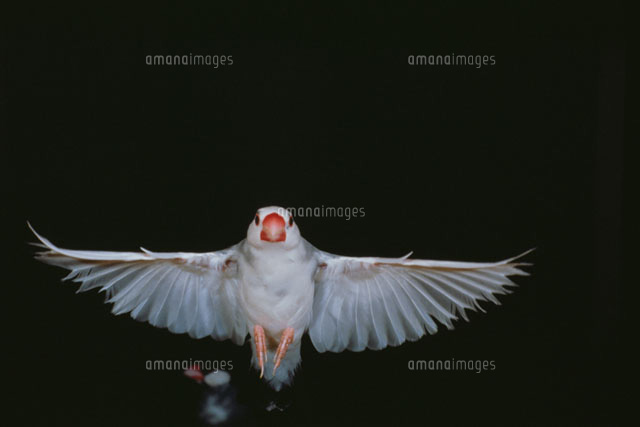 羽ばたく文鳥 の写真素材 イラスト素材 アマナイメージズ