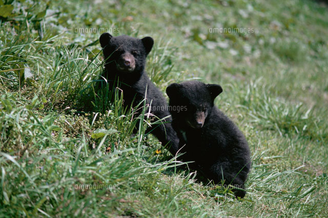 草むらの2頭の子熊 アメリカクロクマ の写真素材 イラスト素材 アマナイメージズ