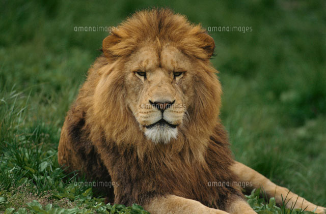 ライオン[01053021301]の写真・イラスト素材｜アマナイメージズ