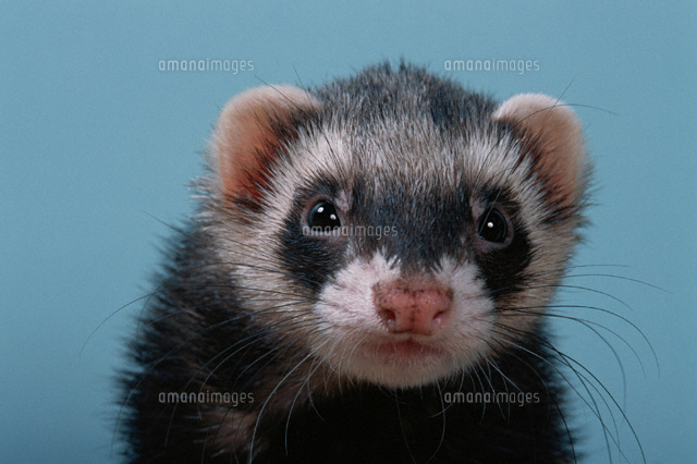 フェレット セーブル の写真素材 イラスト素材 アマナイメージズ フェレット セーブル の写真素材 イラスト素材 アマナイメージズ