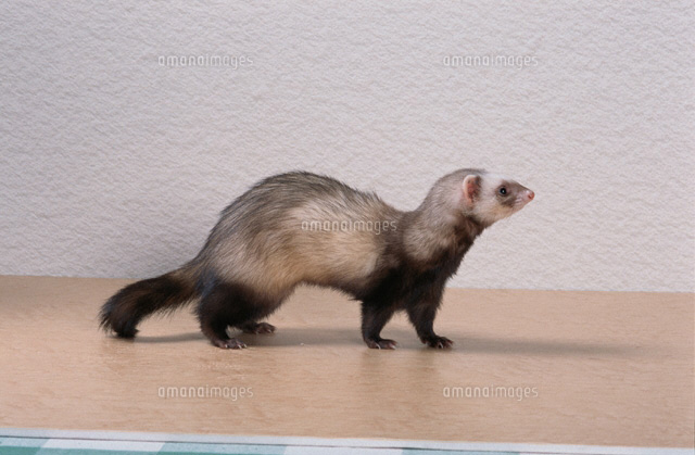 フェレット バタースコッチ の写真素材 イラスト素材 アマナイメージズ