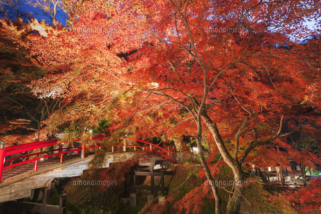 伊香保温泉河鹿橋の紅葉ライトアップ の写真素材 イラスト素材 アマナイメージズ
