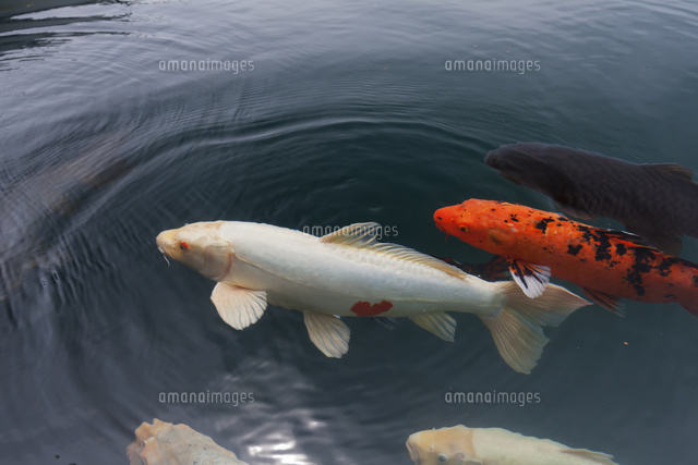 毘沙門沼のハート鯉[01072021871]の写真・イラスト素材｜アマナイメージズ
