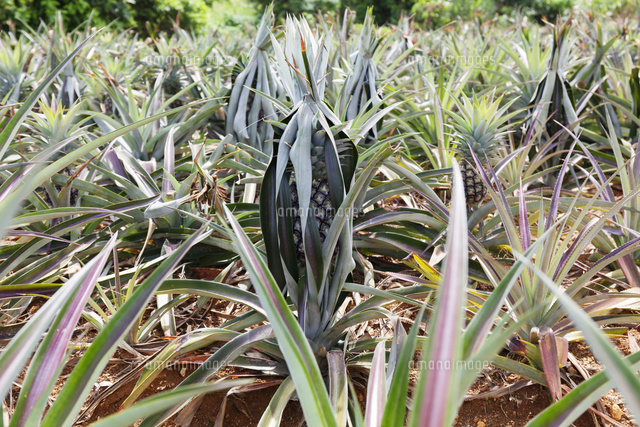 収穫前のパイナップル の写真素材 イラスト素材 アマナイメージズ