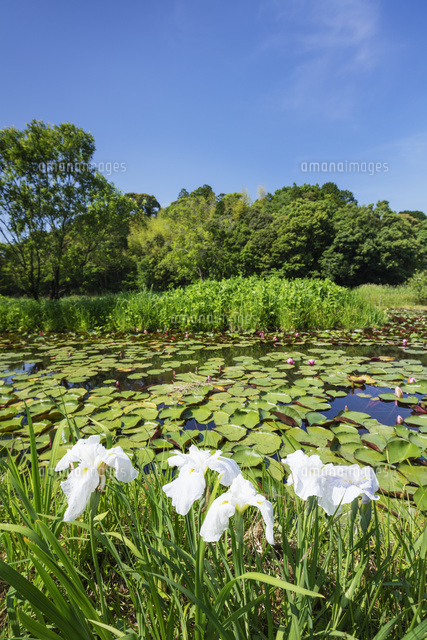 四万十市トンボ自然公園 の写真素材 イラスト素材 アマナイメージズ