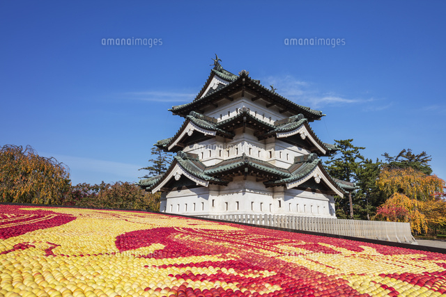 弘前城の絵画 桜と弘前城のイラスト