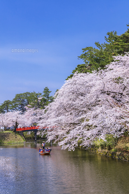 弘前城の中濠観光舟 の写真素材 イラスト素材 アマナイメージズ