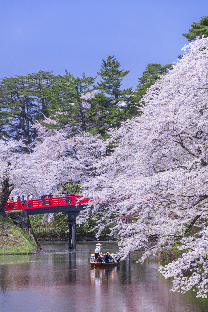 弘前城の中濠観光舟 の写真素材 イラスト素材 アマナイメージズ