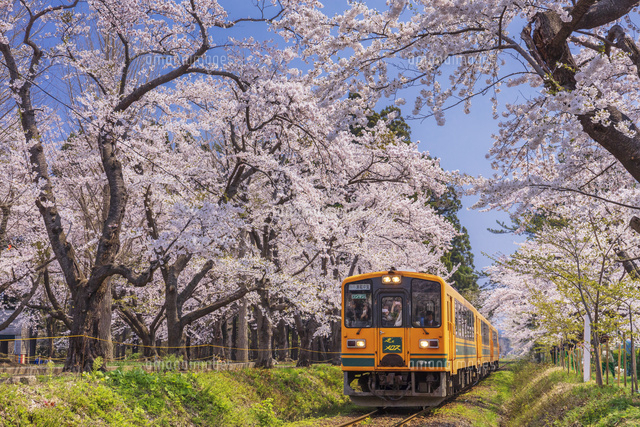 芦野公園の桜と津軽鉄道[01072030090]の写真・イラスト素材｜アマナ