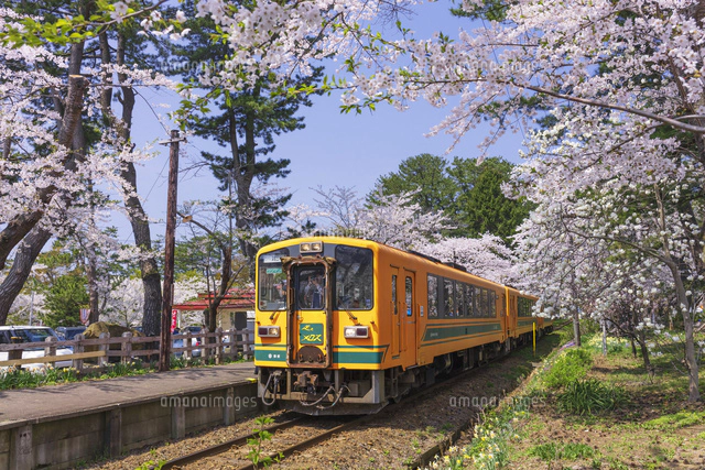 芦野公園の桜と津軽鉄道[01072030090]の写真・イラスト素材｜アマナ