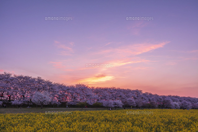 権現堂堤の桜と菜の花[01072031933]の写真・イラスト素材