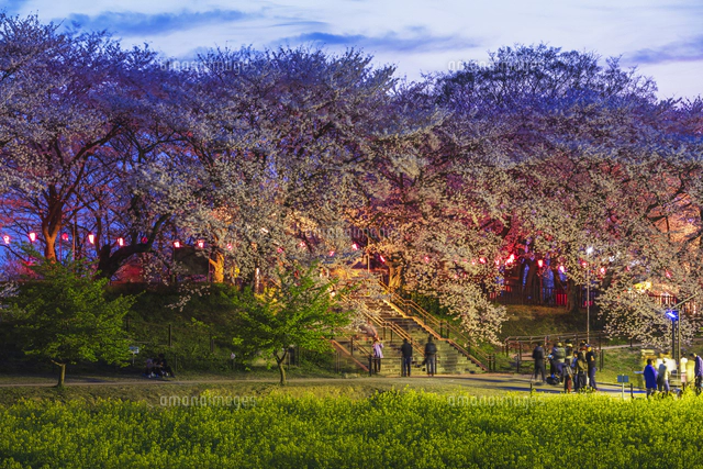 現代アート「権現堂公園の桜と菜の花」（3D painting） 権現堂堤の桜と菜の花[01072031933]の写真・イラスト素材