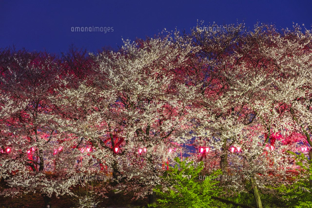 現代アート「権現堂公園の桜と菜の花」（3D painting） 8K 3D VR180 ] 桜と菜の花の絶景「権現堂桜堤」（埼玉県幸手市