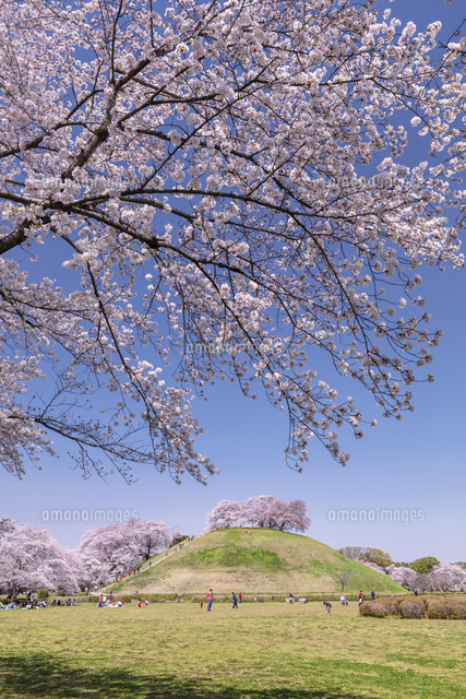 さきたま古墳群の丸墓山古墳と桜 の写真素材 イラスト素材 アマナイメージズ