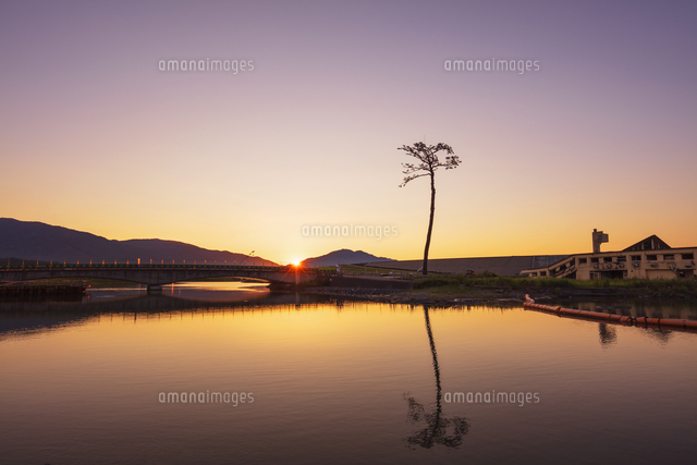 奇跡の一本松[01072032853]の写真素材・イラスト素材｜アマナイメージズ
