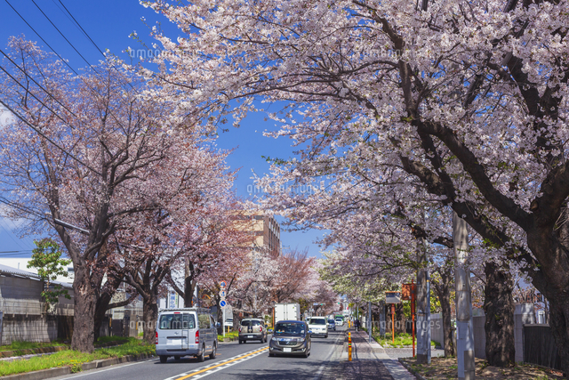 国道467号沿いの桜並木[01072034452]の写真・イラスト素材｜アマナ