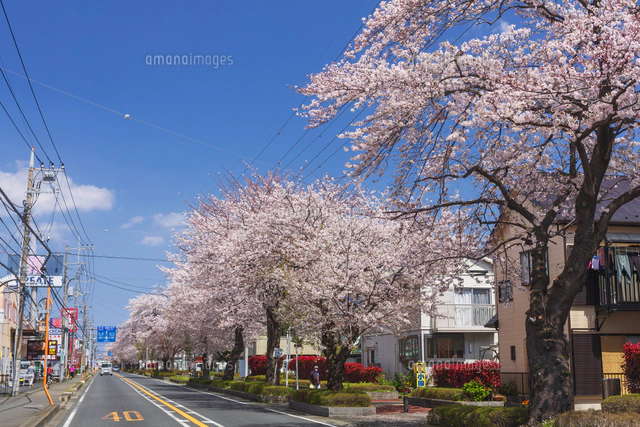 国道467号沿いの桜並木[01072034452]の写真・イラスト素材
