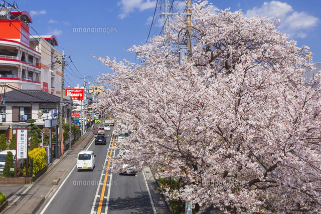 国道467号沿いの桜並木[01072034452]の写真・イラスト素材