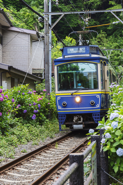 江ノ電と御霊神社のアジサイ の写真素材 イラスト素材 アマナイメージズ