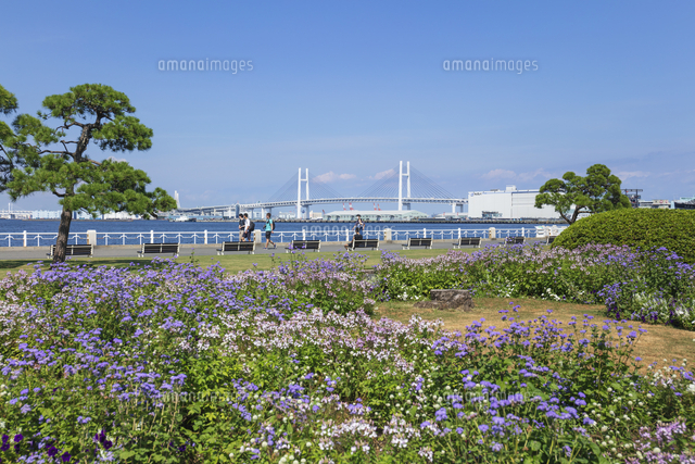 山下公園とベイブリッジ[01072038781]の写真・イラスト素材｜アマナ