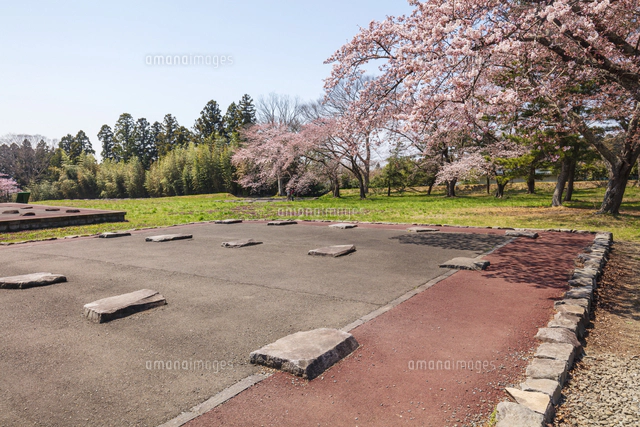桜咲く多賀城政庁跡[01072041037]の写真・イラスト素材｜アマナイメージズ
