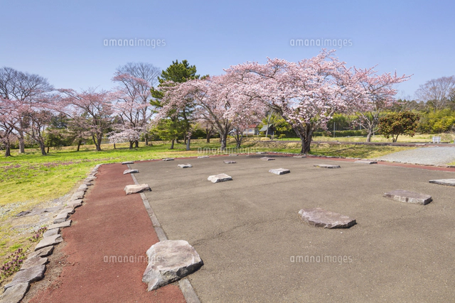 桜咲く多賀城政庁跡[01072041046]の写真・イラスト素材｜アマナイメージズ