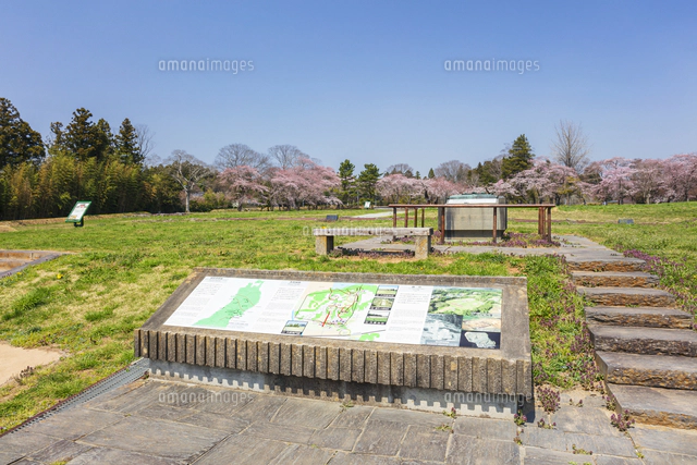 桜咲く多賀城政庁跡[01072041037]の写真・イラスト素材｜アマナイメージズ