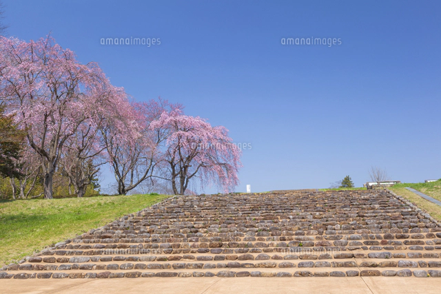 桜咲く多賀城政庁跡[01072041046]の写真・イラスト素材｜アマナイメージズ