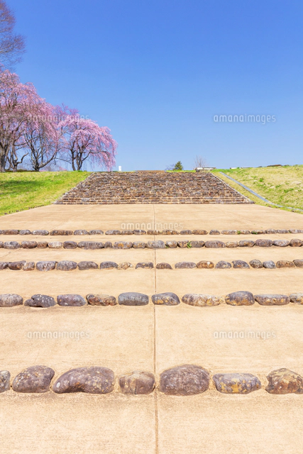 桜咲く多賀城政庁跡[01072041037]の写真・イラスト素材｜アマナイメージズ