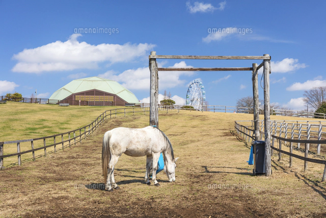 マザー牧場の馬[01072042357]の写真・イラスト素材｜アマナイメージズ