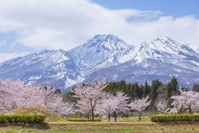優美高妙。。山採りリョウブ。 妙高山と桜[01072046630]の写真・イラスト素材｜アマナイメージズ