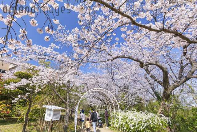鳥屋野潟公園の桜[01072049399]の写真・イラスト素材｜アマナイメージズ