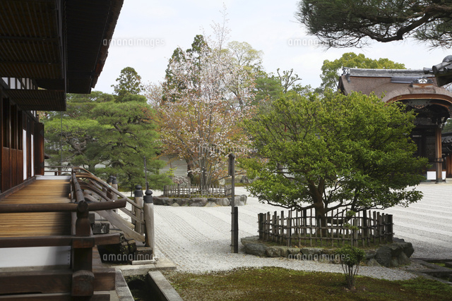 左近の桜