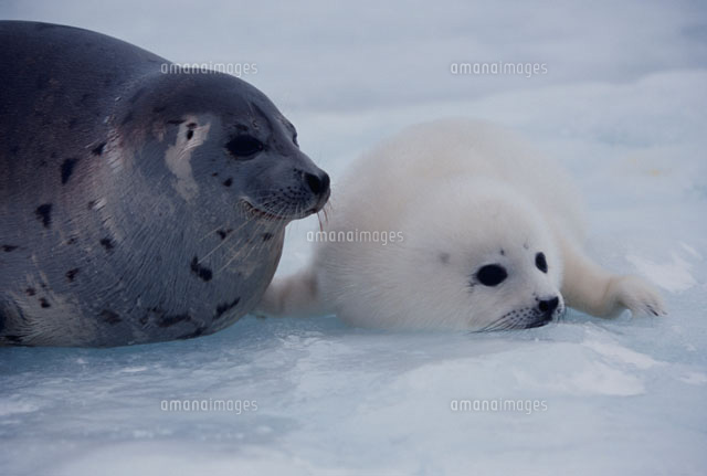 タテゴトアザラシの親子 ケベック州 カナダ[01081000088]の写真