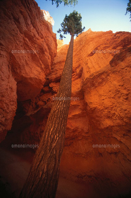 ブライスキャニオン国立公園の渓谷と木 アメリカ の写真素材 イラスト素材 アマナイメージズ