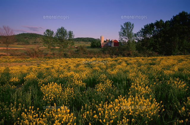 黄色い花畑と農家 ウエルズボロ ペンシルバニア州 アメリカ の写真素材 イラスト素材 アマナイメージズ