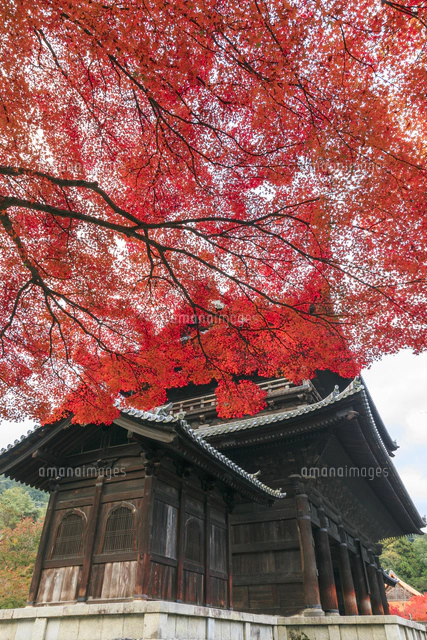 水彩画風スケッチ・国宝・紅葉の京都知恩院・三門: 円空仏などの